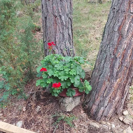 Planinska Kuca Lunjo & Vuk Vikendica