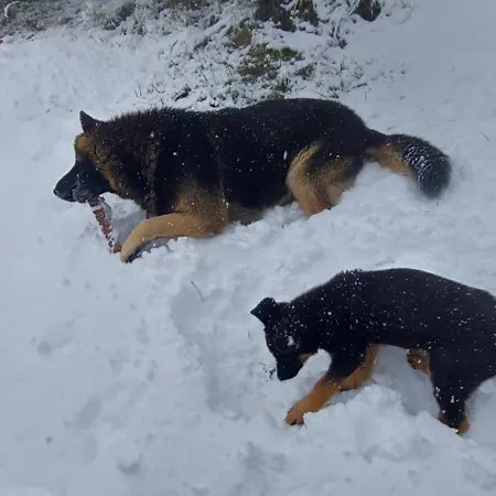 Planinska Kuca Lunjo & Vuk *