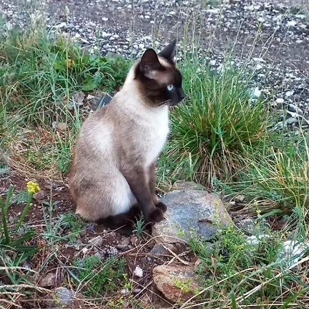 Planinska Kuca Lunjo & Vuk Дом отдыха *