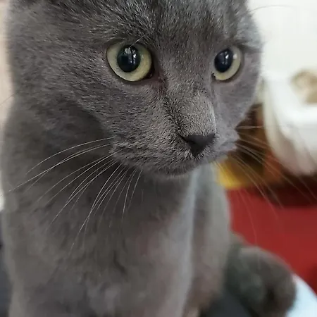 Planinska Kuca Lunjo & Vuk Vikendica Zlatibor