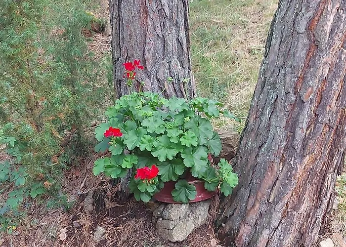 Planinska Kuca Lunjo & Vuk 펜션