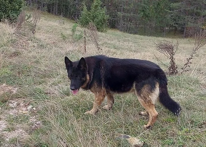 Planinska Kuca Lunjo & Vuk