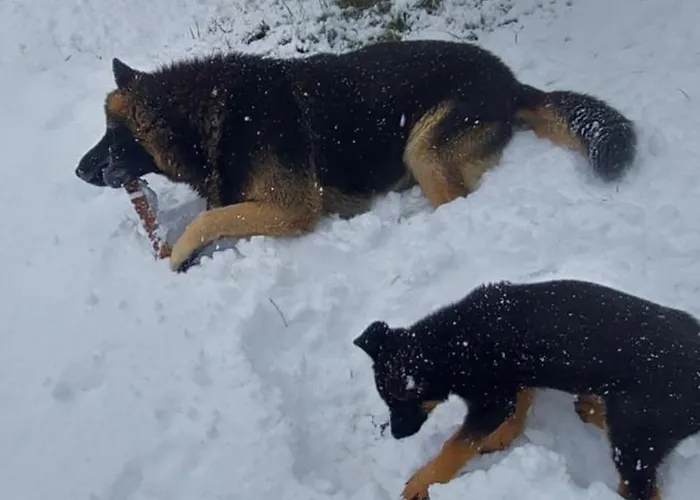 Planinska Kuca Lunjo & Vuk *