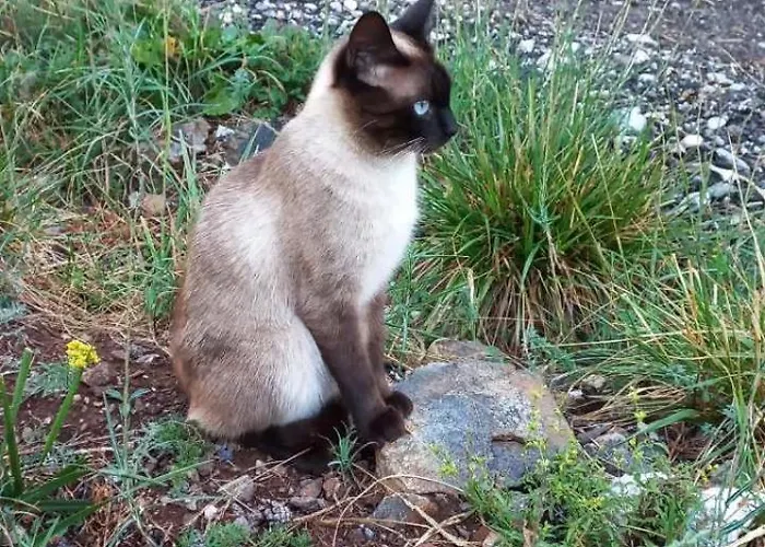 Planinska Kuca Lunjo & Vuk 펜션 *