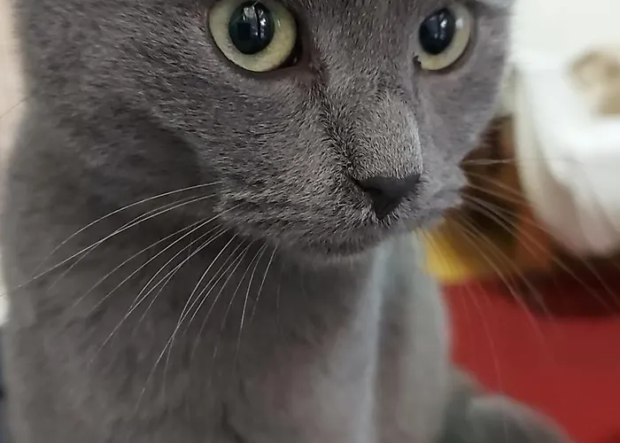 Planinska Kuca Lunjo & Vuk 펜션 즐라티보